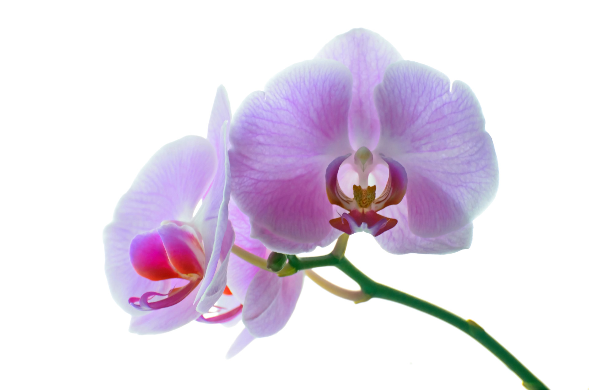 orchid flower isolated free photo