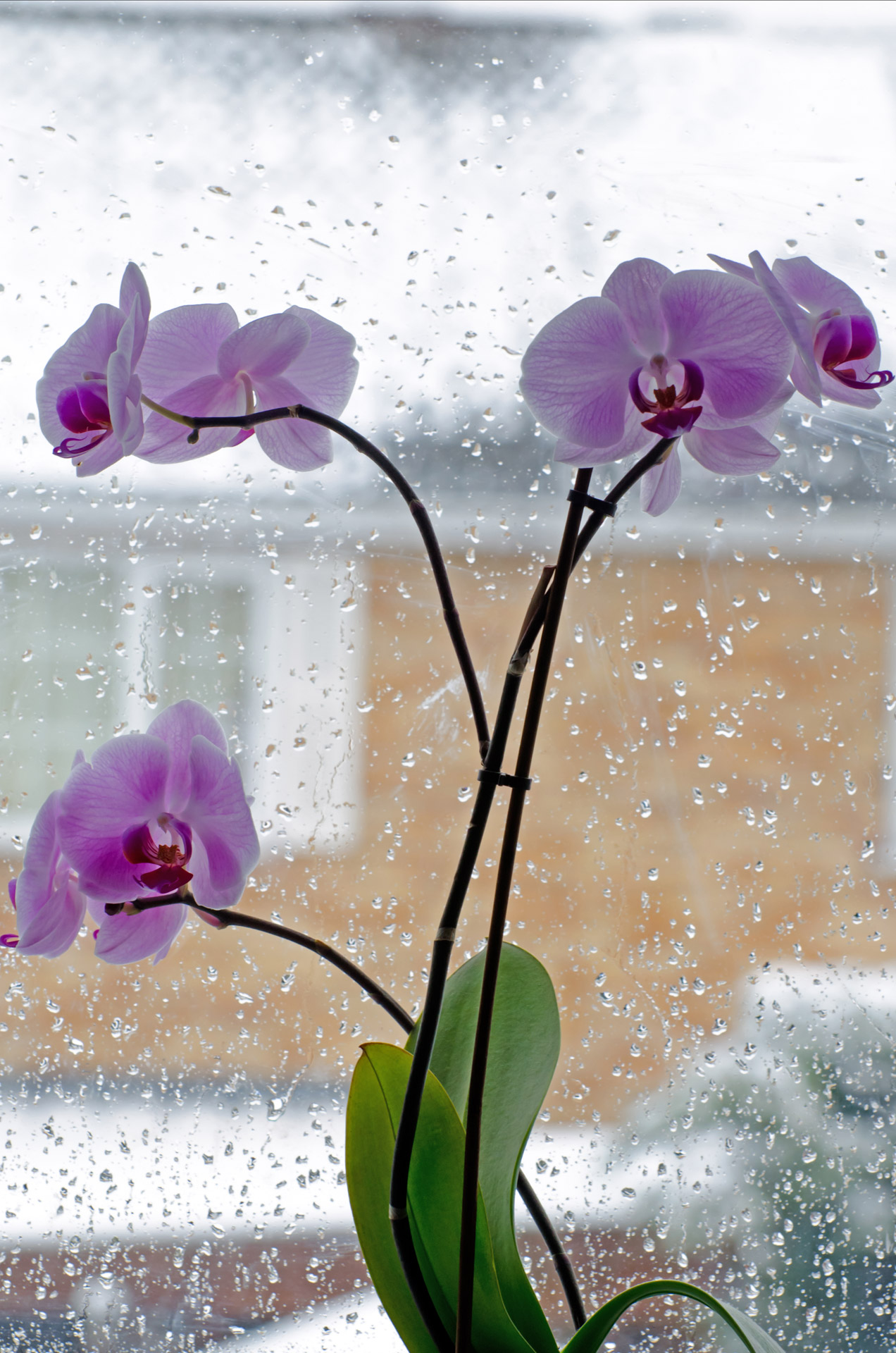 orchid flower isolated free photo