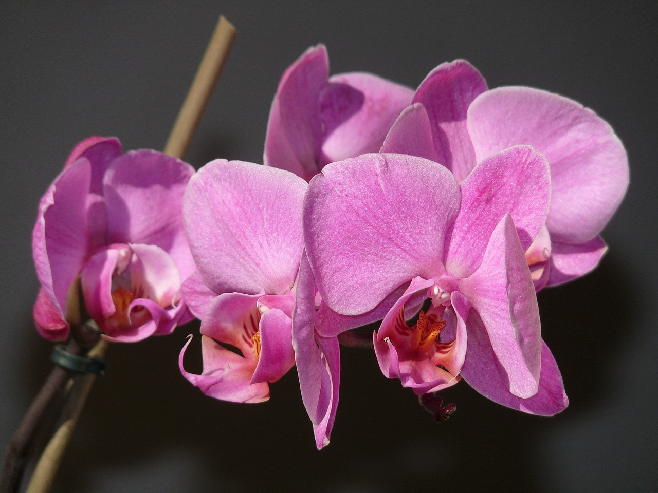 orchid blossom nature free photo