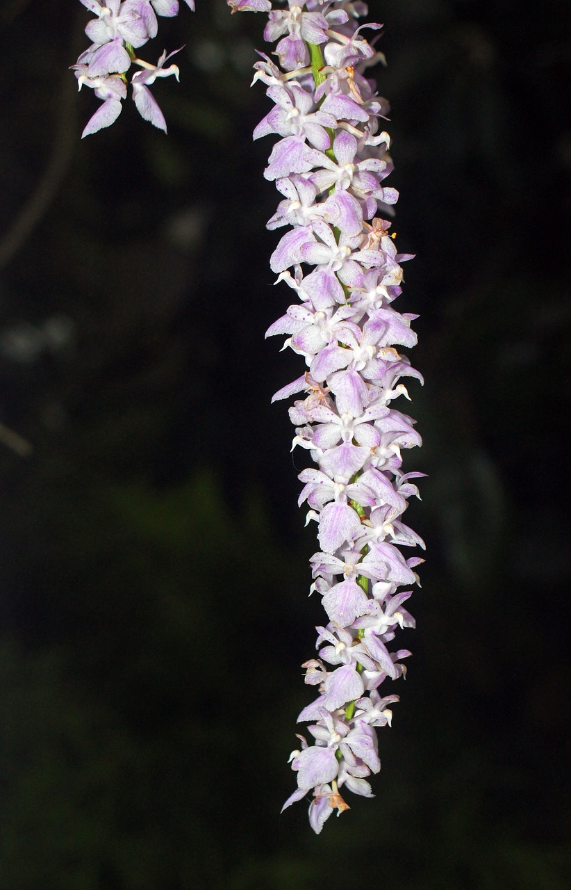 orchid flower bloom free photo