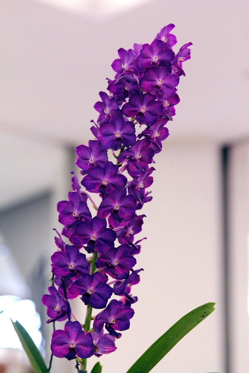 orchid purple vanda free photo