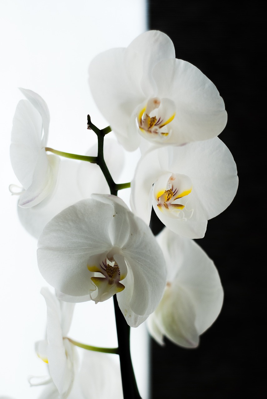 orchid black white free photo