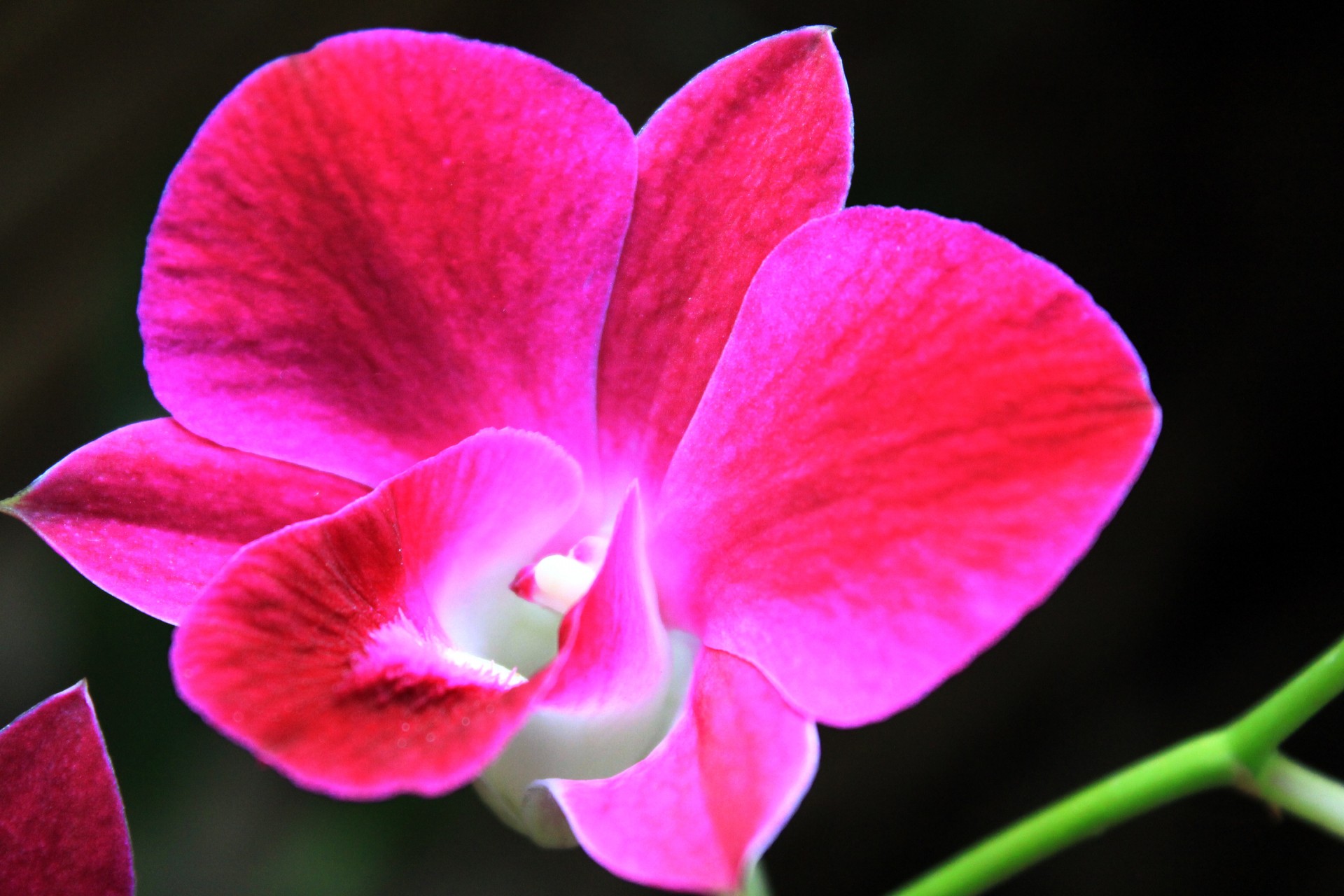 orchid violet orchid flower free photo