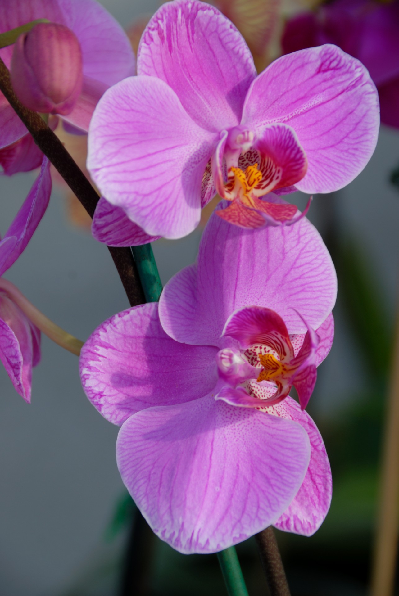 orchid spring flower free photo