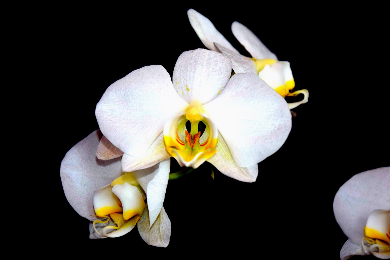 orchid white beauty free photo