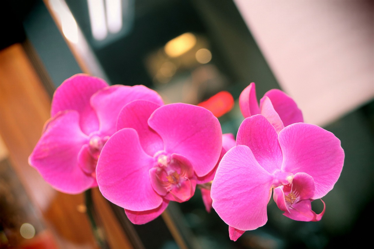 orchid butterfly the falkland islands flower free photo