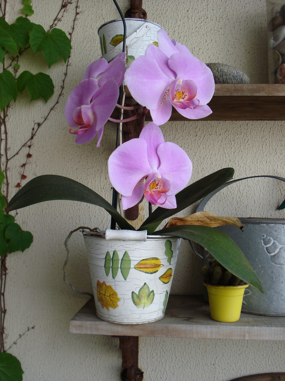 orchid flower plant free photo