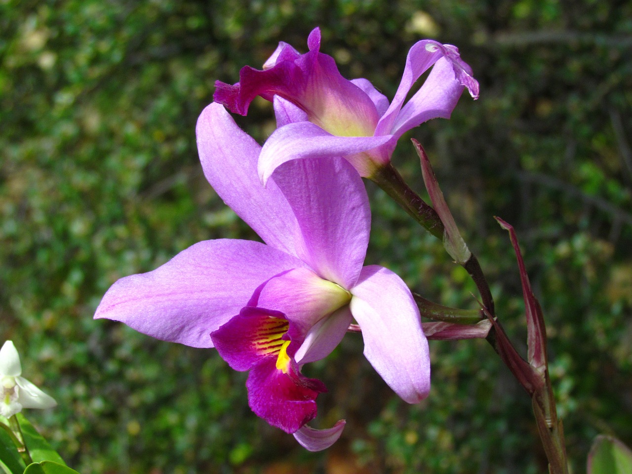 orchid fuchsia petals free photo