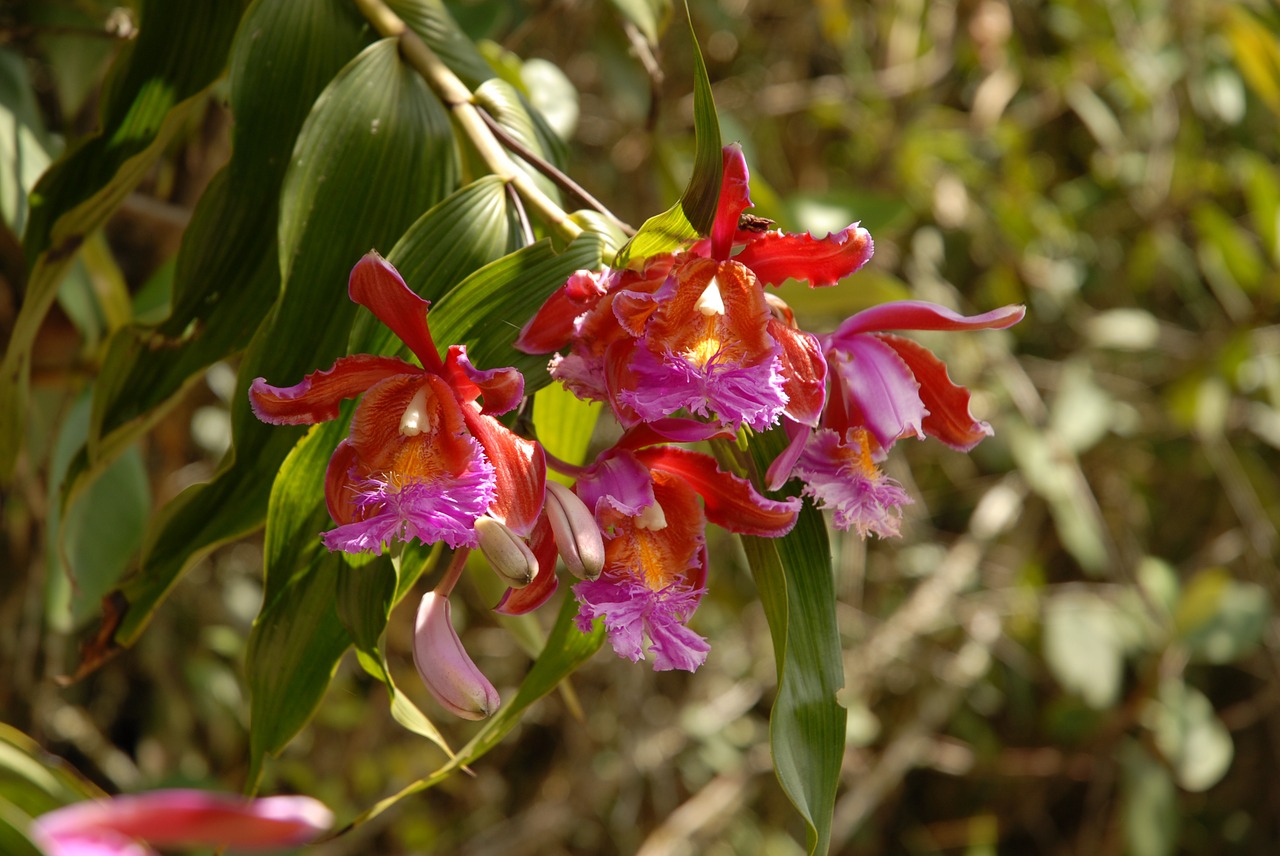 orchid pink purple free photo