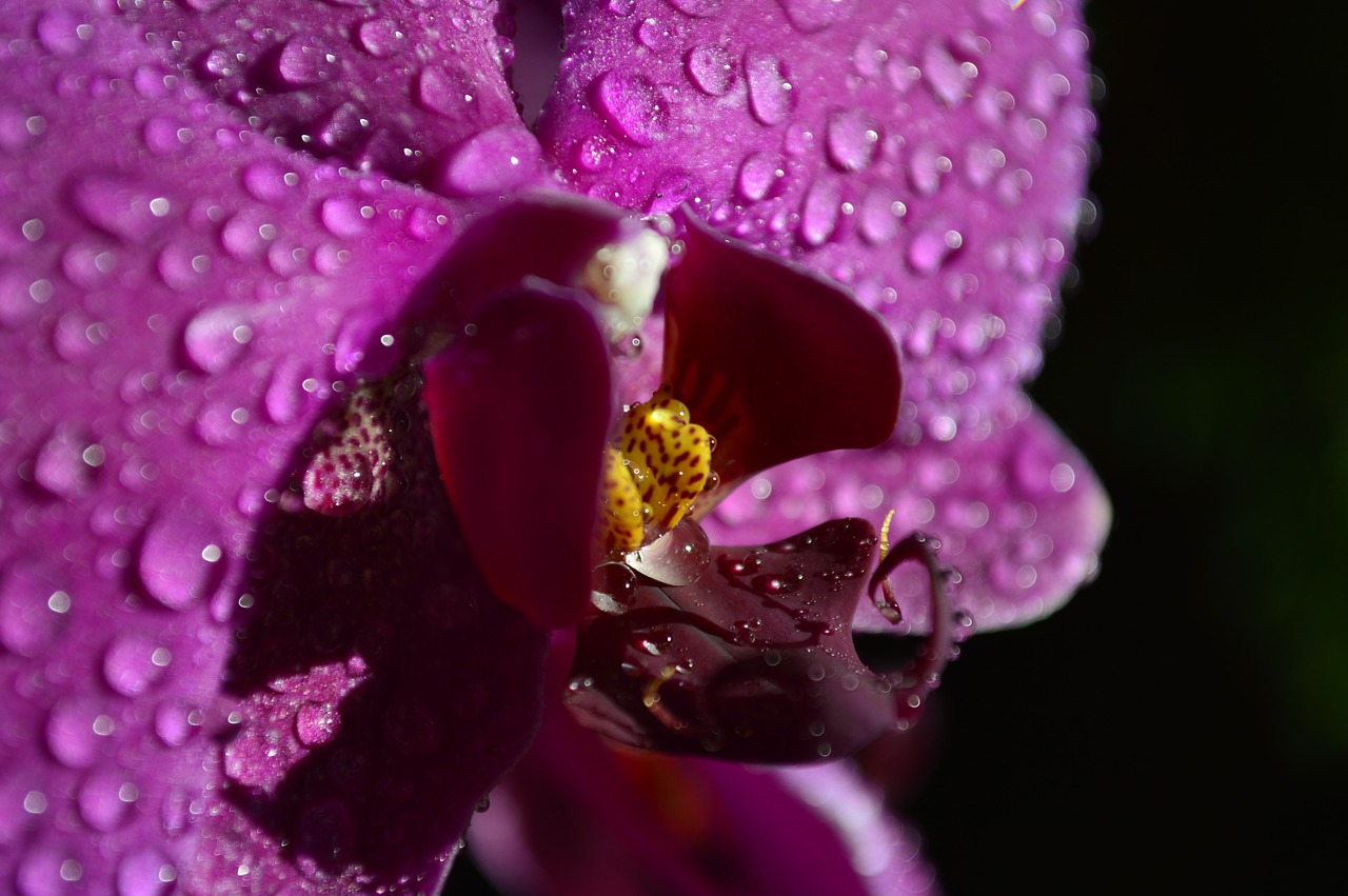 orchid flower purple free photo