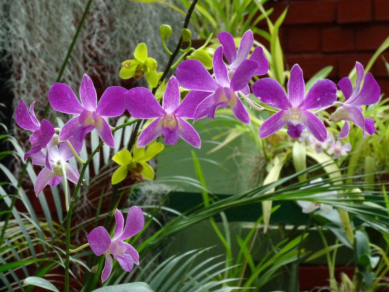 orchid purple flower exotic free photo