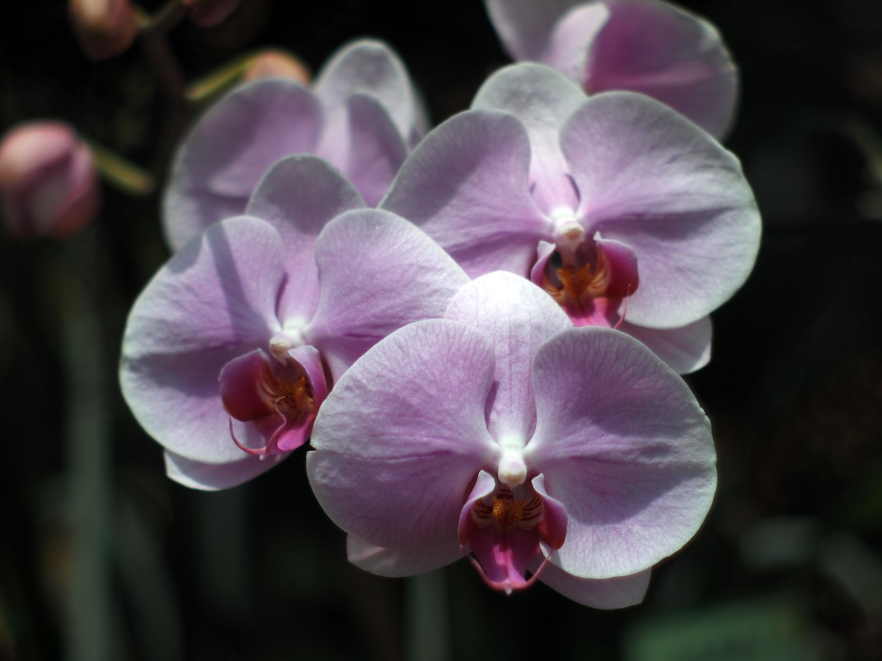orchid purebred chiang mai thailand thailand free photo