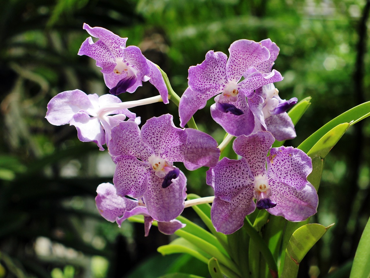 orchid purebred chiang mai thailand xitgmlwmp free photo