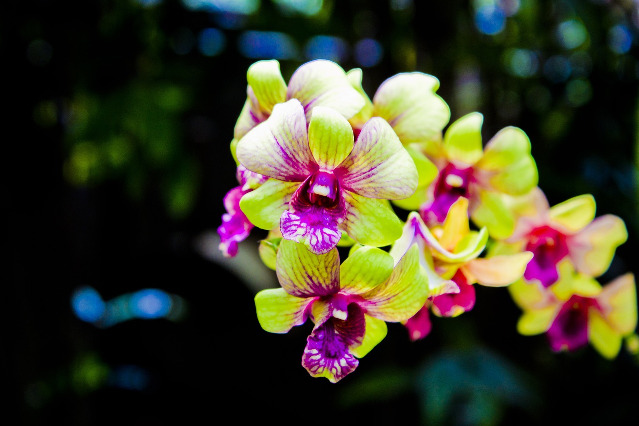 orchid flower beautiful free photo