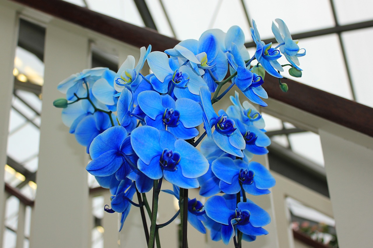 orchid blue orchid flowers free photo