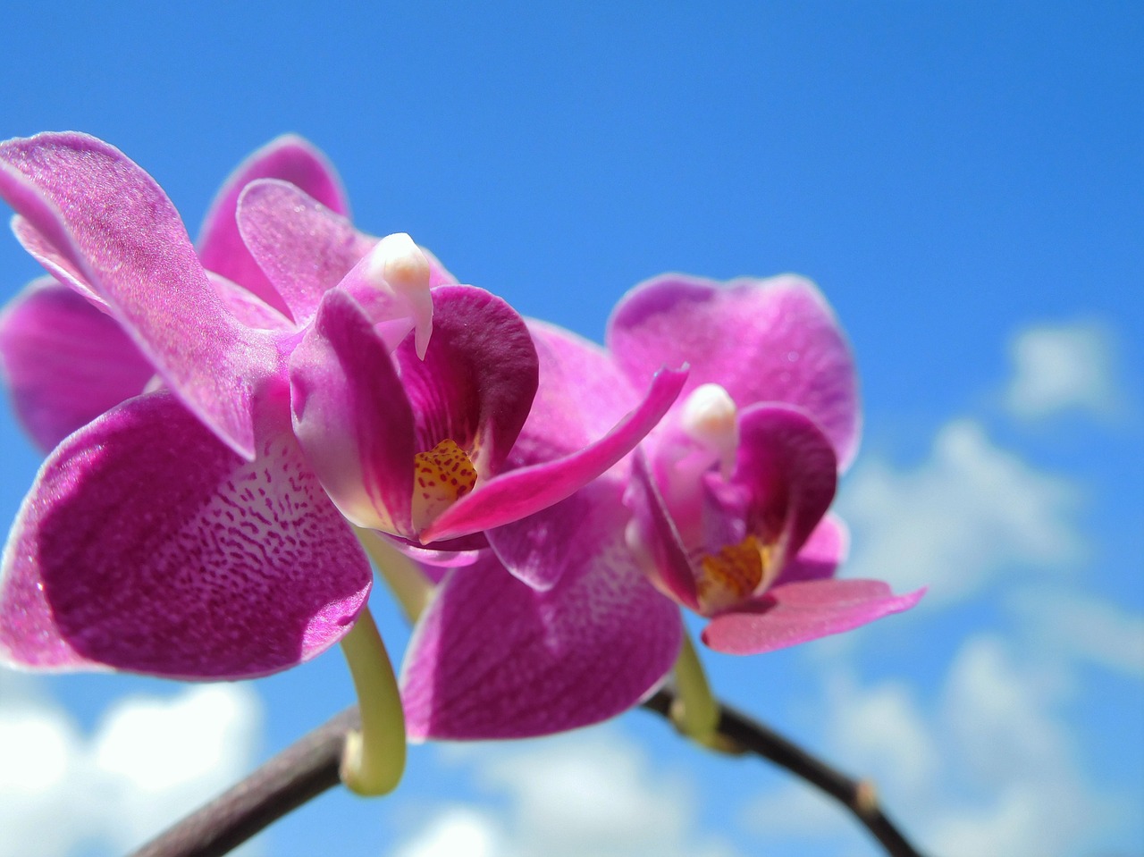 orchid purple flower plant free photo