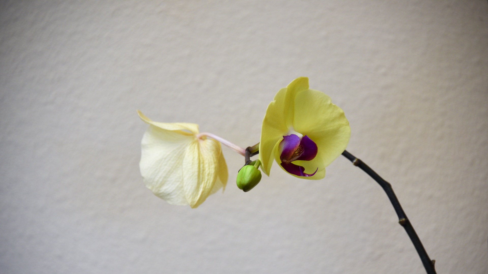 orchid flower flowers free photo