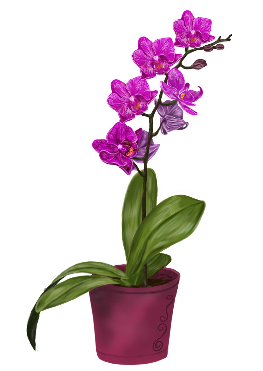 orchid flower violet free photo