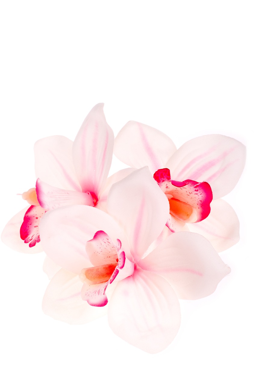 orchid imitation flower free photo