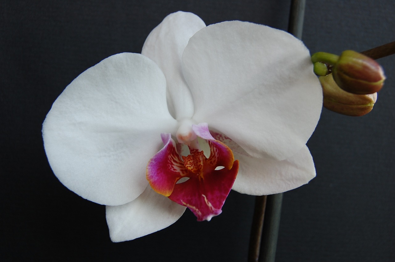 orchid white potted plant free photo