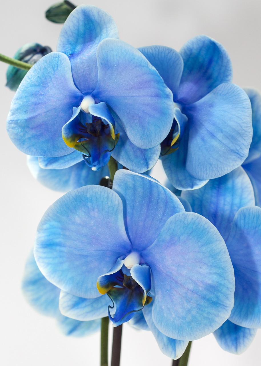 orchid blue phalaenopsis free photo