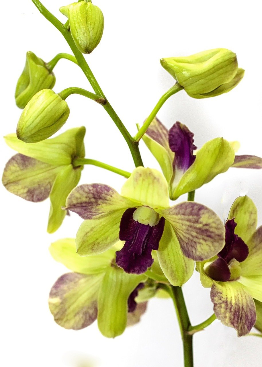 orchid yellow purple free photo