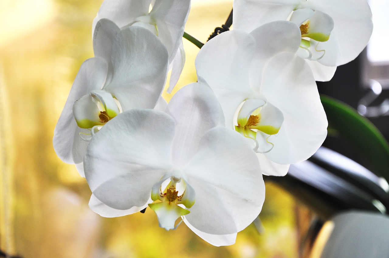 orchid flower white flower free photo