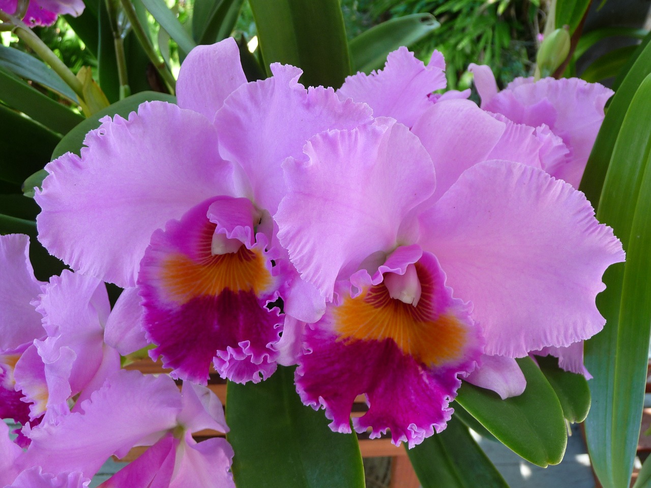 orchid cattleya flower free photo