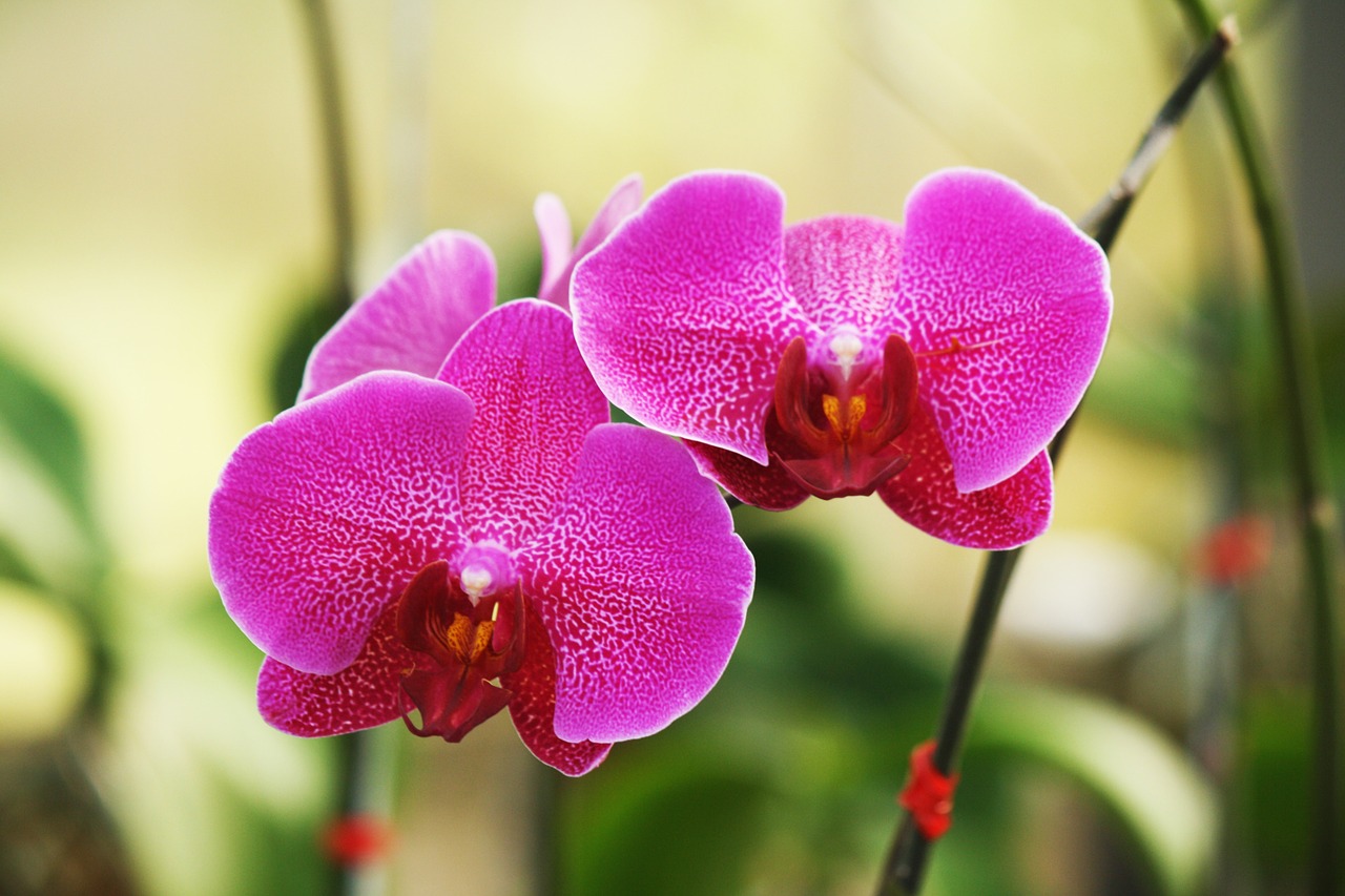 orchid flower flowers free photo