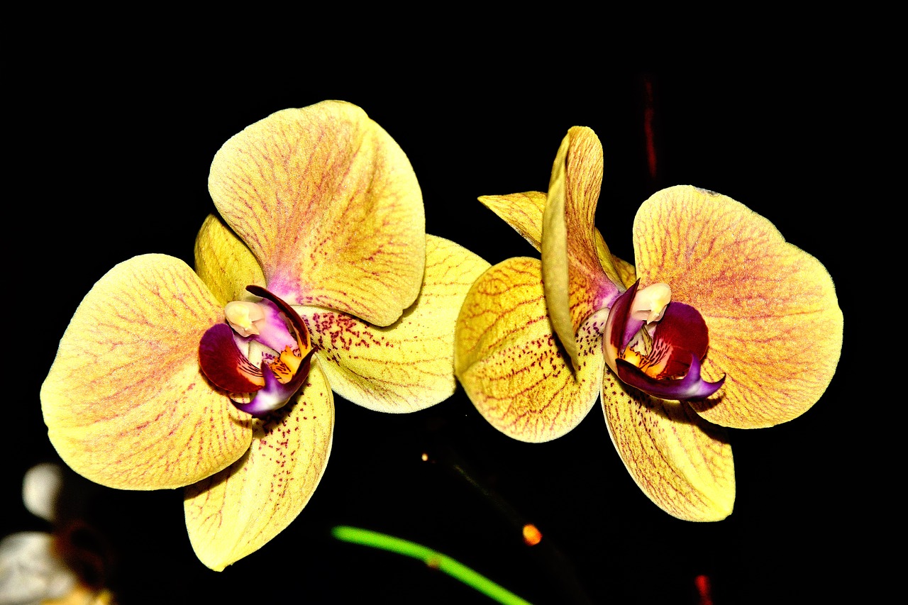 orchid color yellow free photo