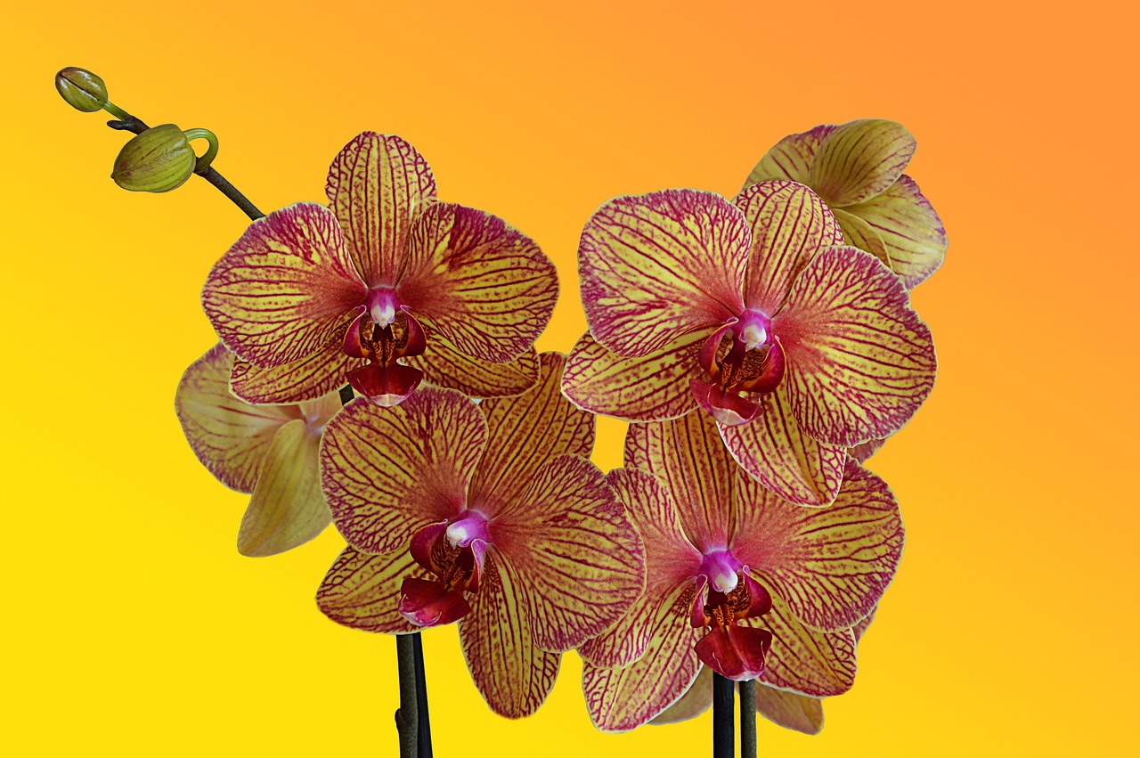 orchid flowers beautiful flower free photo