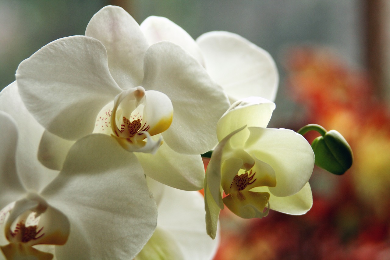 orchid white flower flower free photo