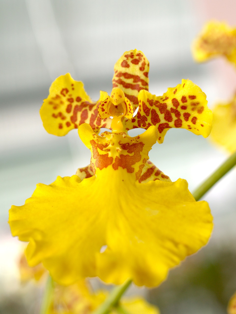 orchid flower bright free photo