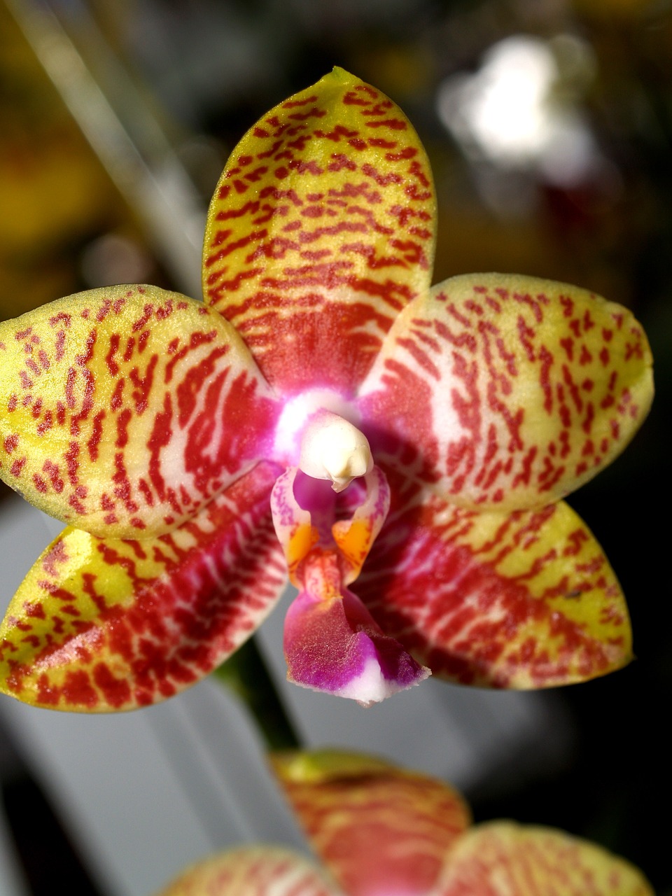 orchid flower bright free photo