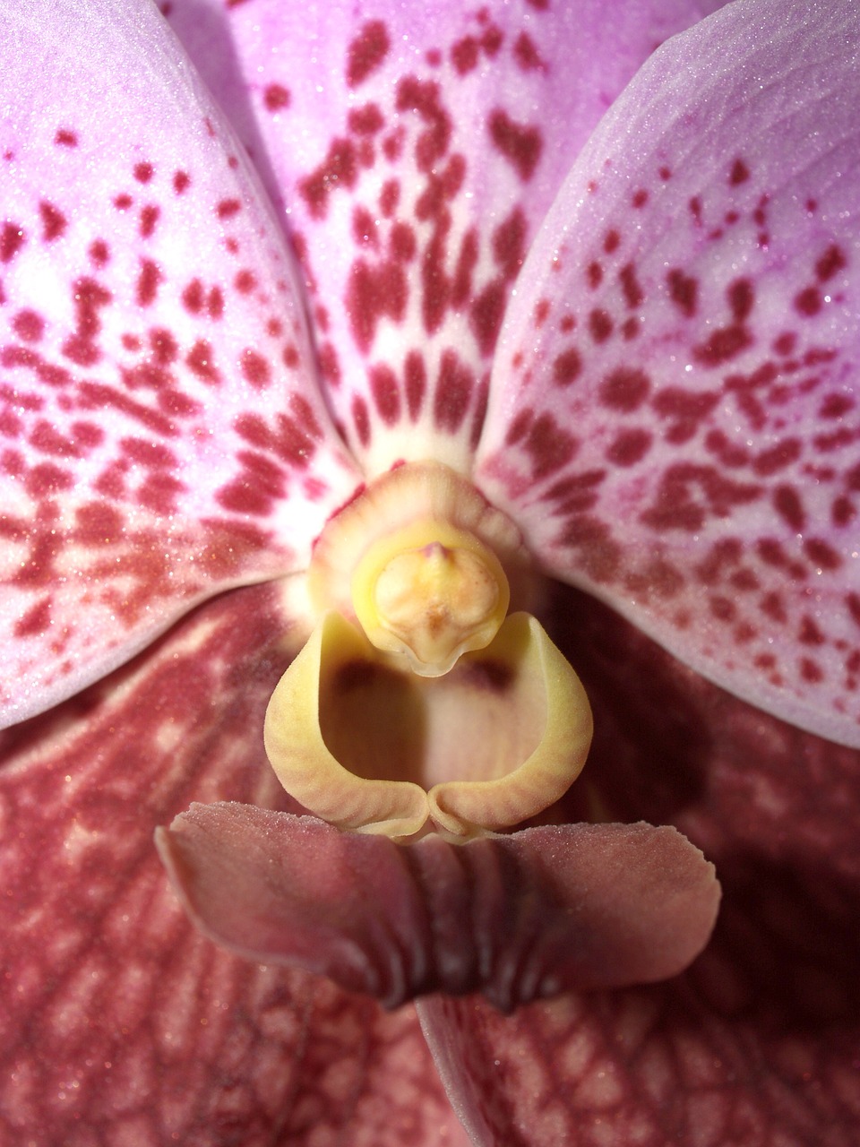 orchid flower bright free photo