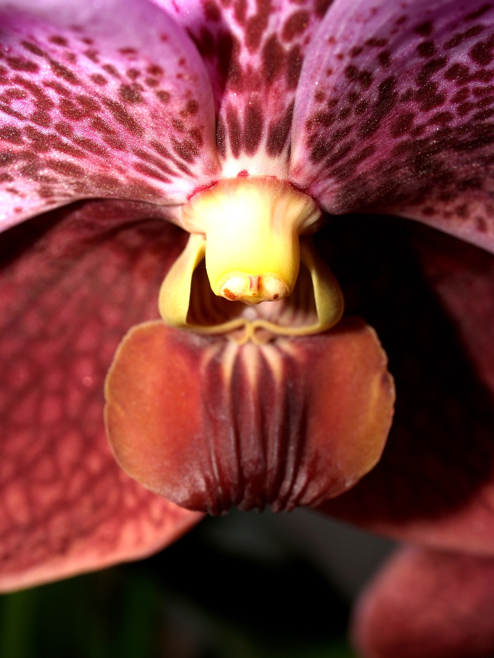 orchid flower bright free photo