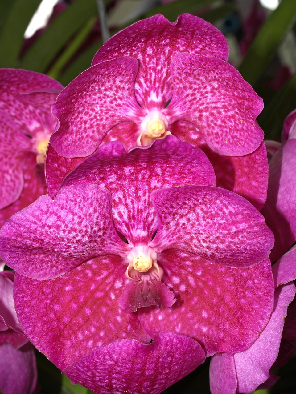 orchid flower bright free photo