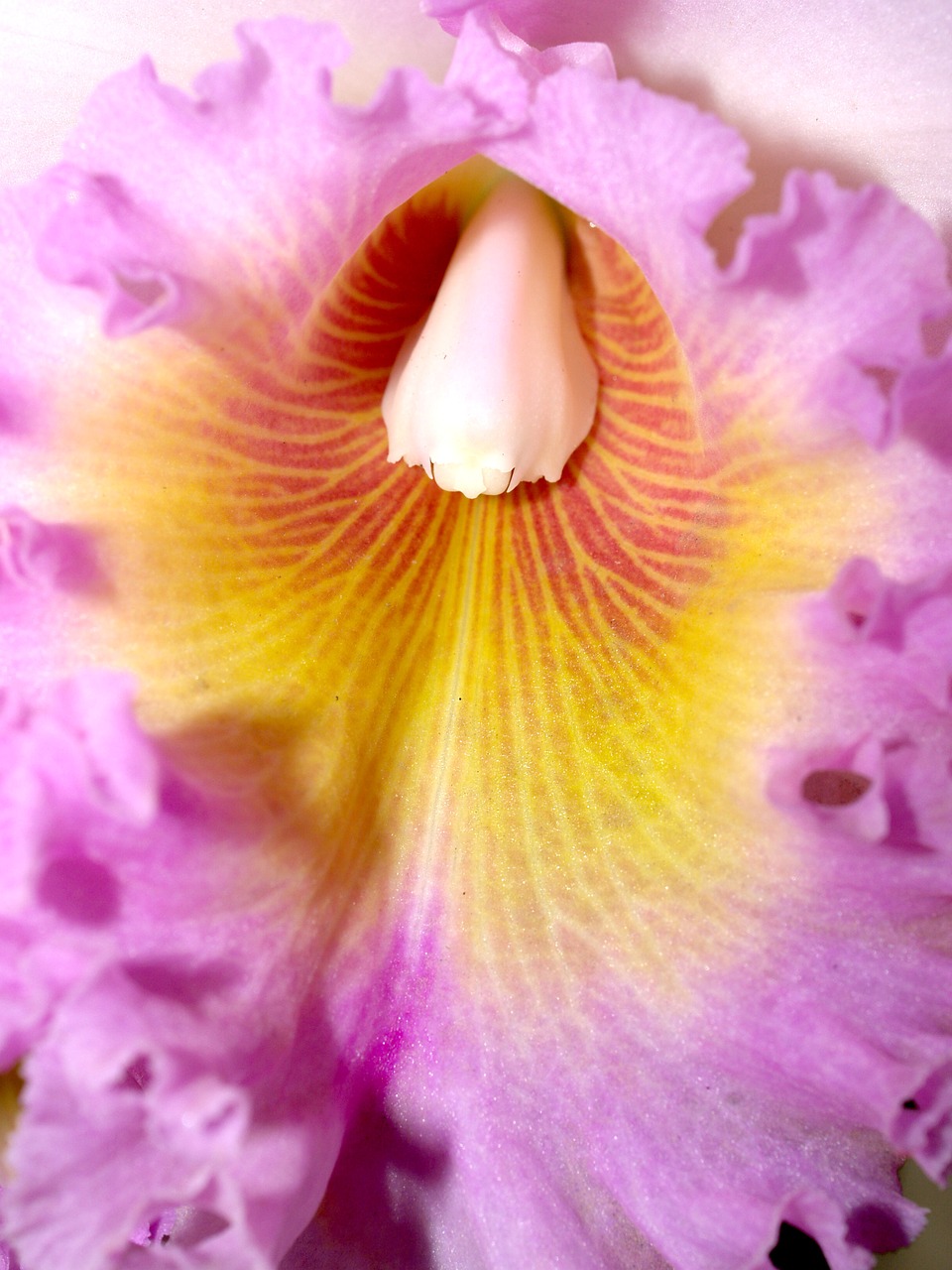 orchid flower bright free photo