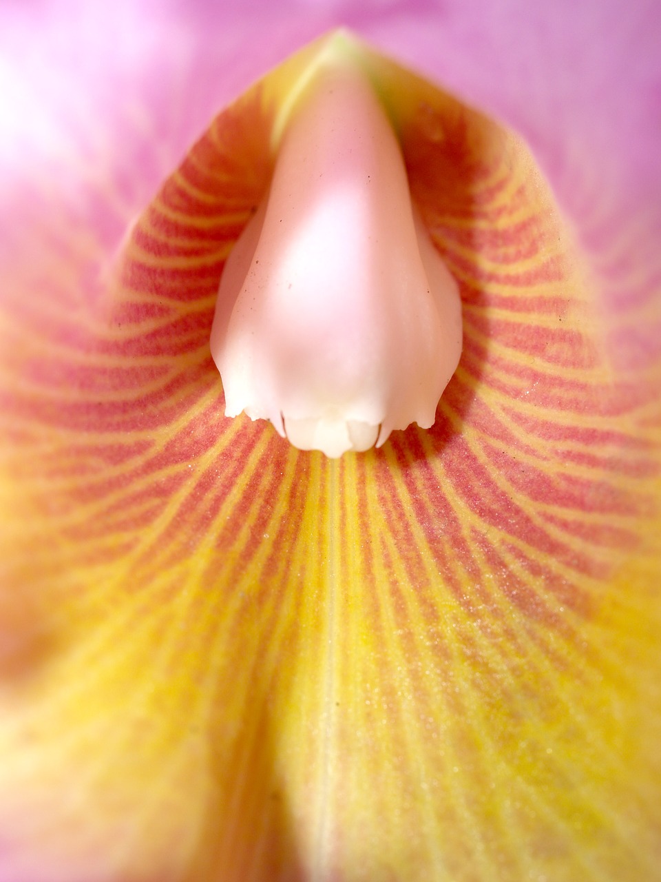 orchid flower bright free photo