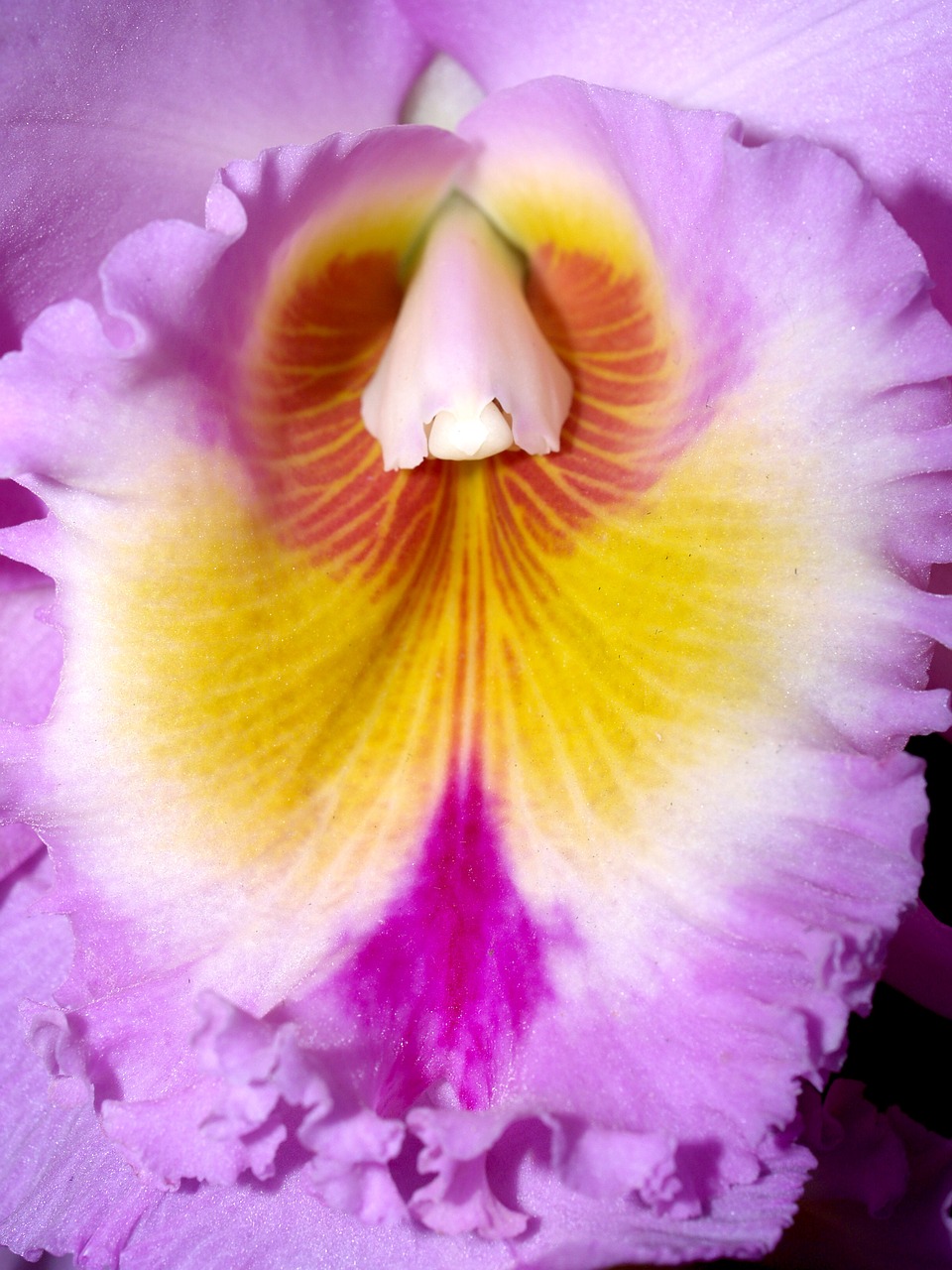 orchid flower bright free photo