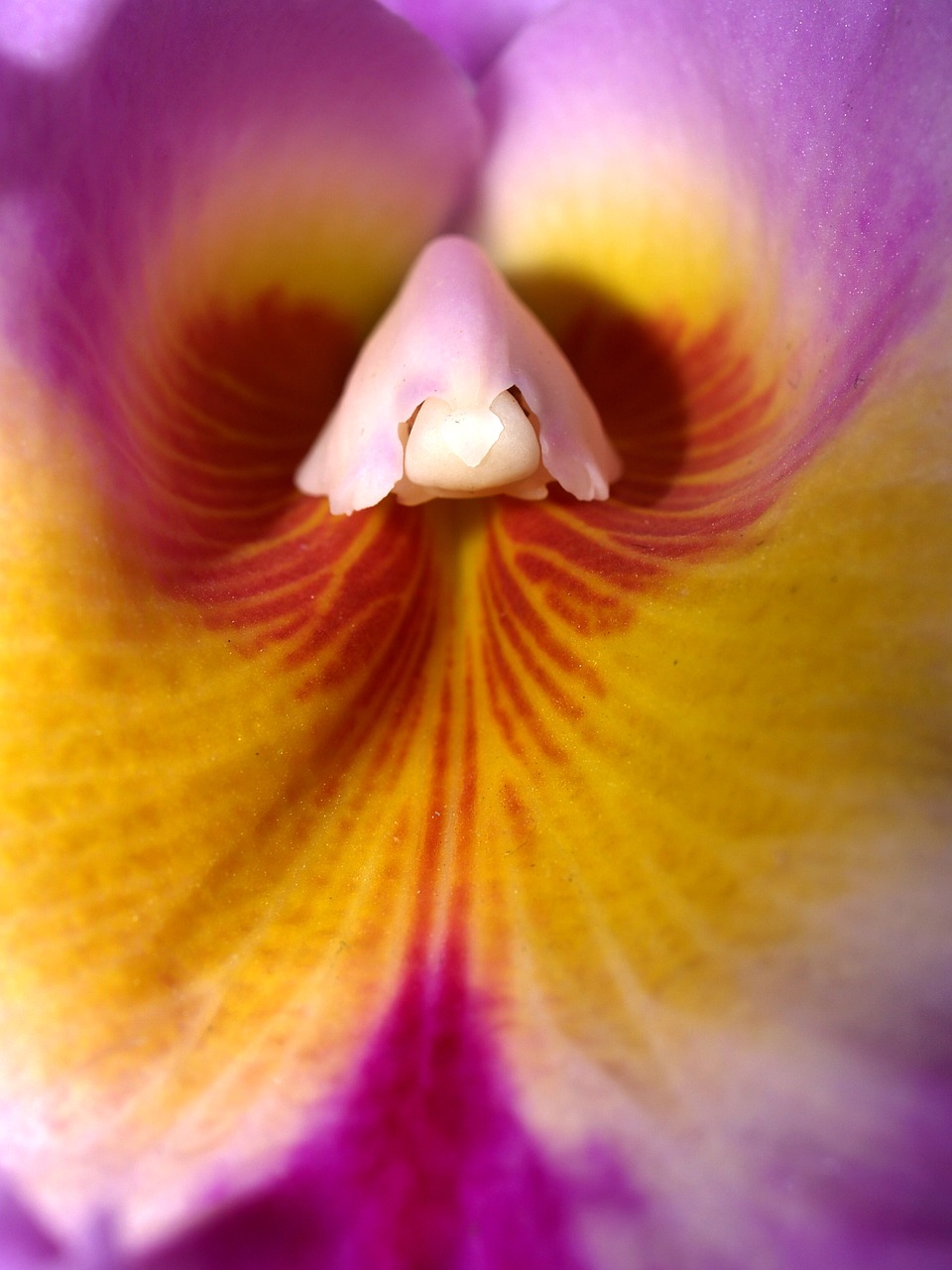 orchid flower bright free photo