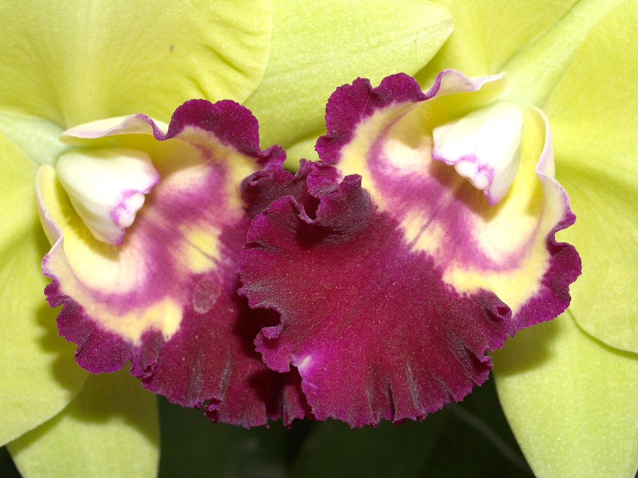 orchid flower bright free photo