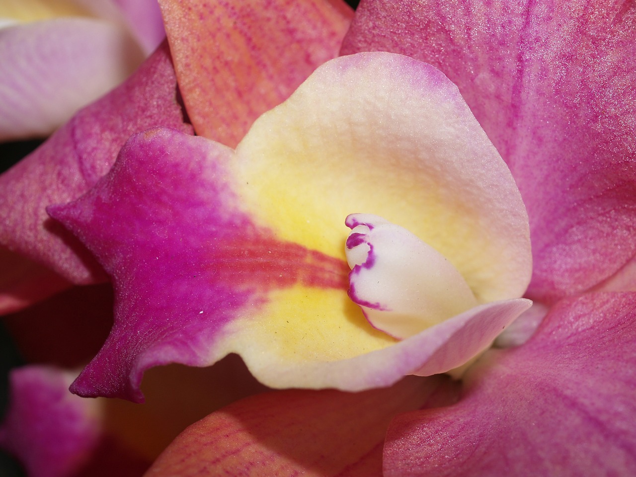 orchid flower bright free photo