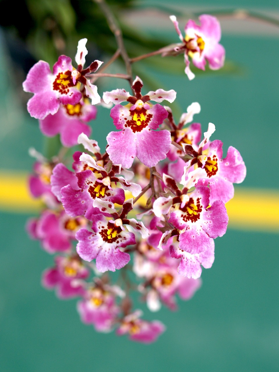 orchid flower bright free photo