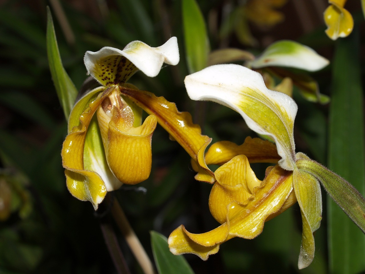 orchid flower bright free photo