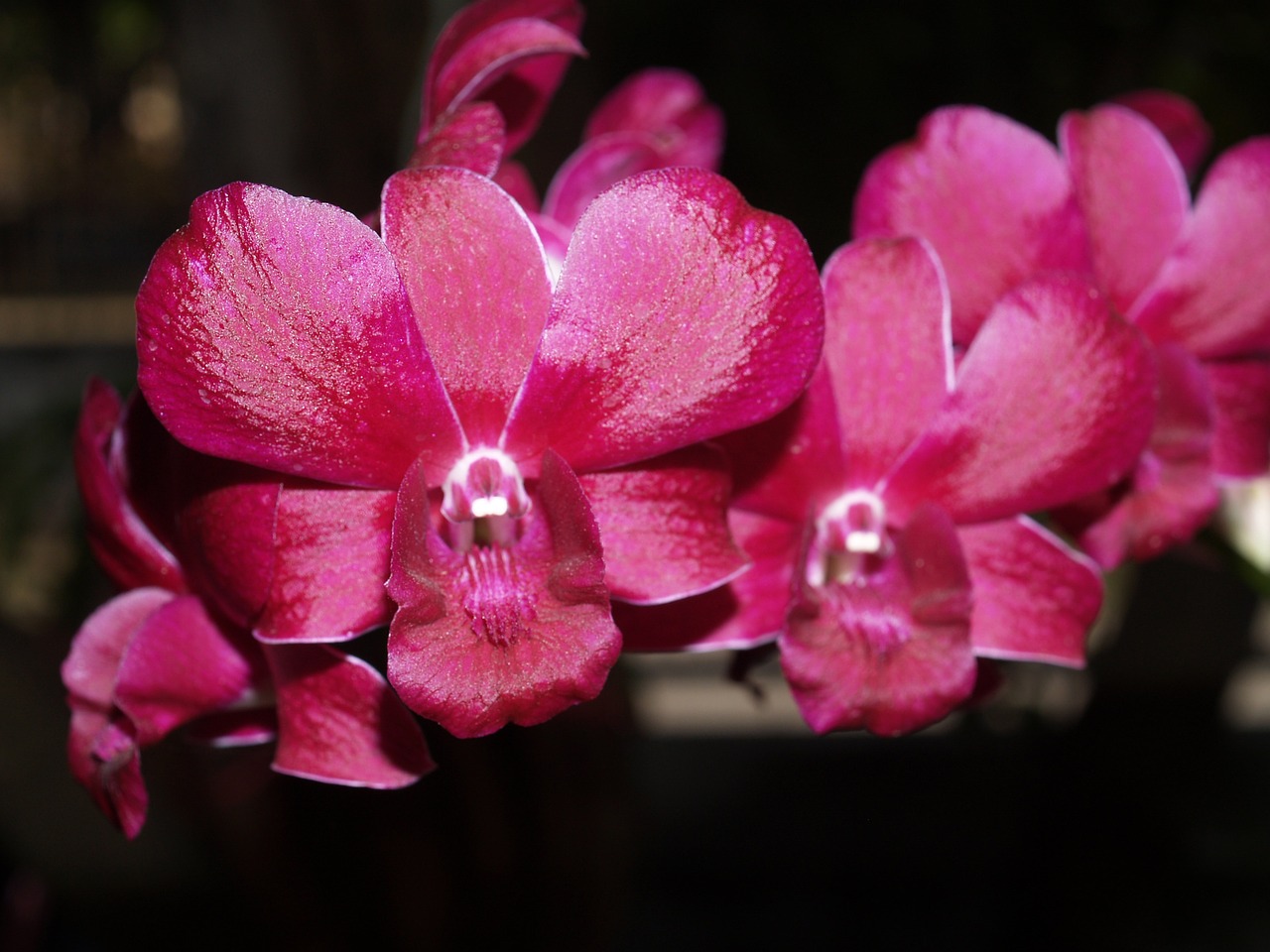 orchid flower bright free photo