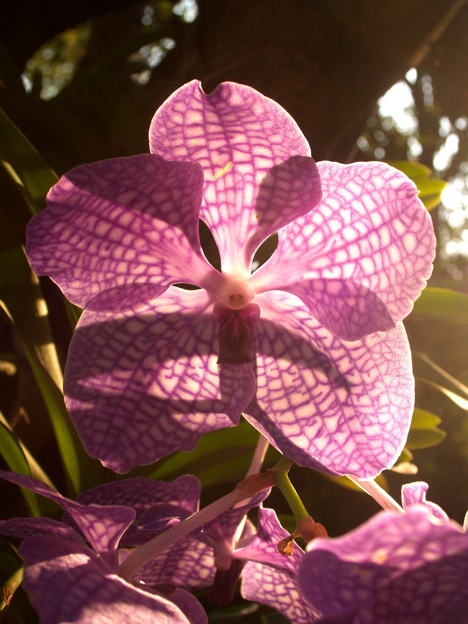 orchid flower bright free photo