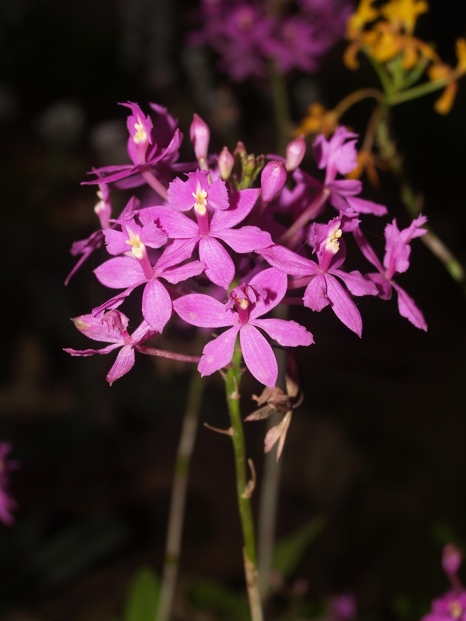 orchid flower bright free photo