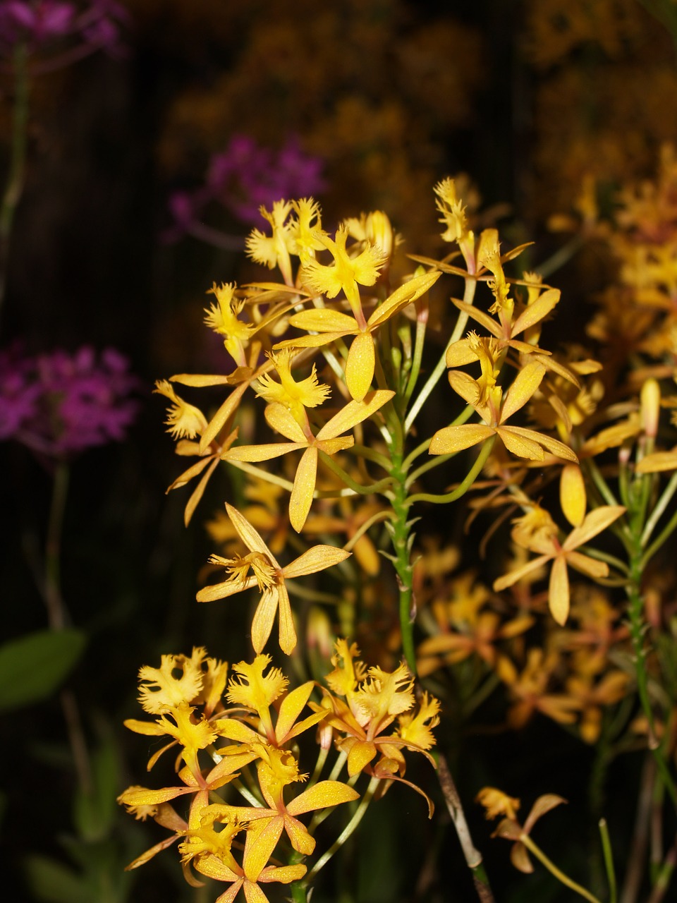 orchid flower bright free photo