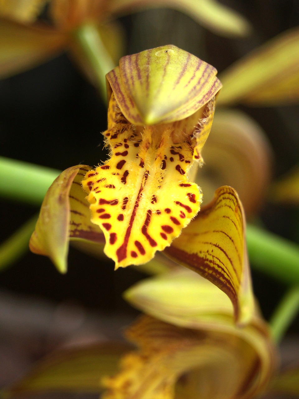 orchid flower bright free photo